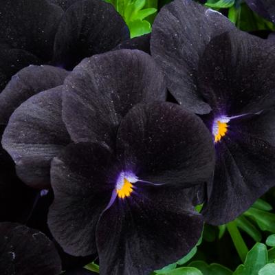 Black Flower