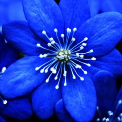 Blue Flower