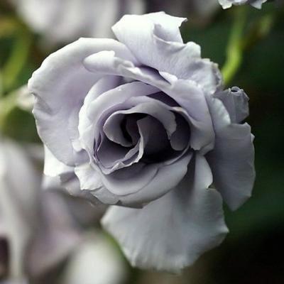 Gray Flower