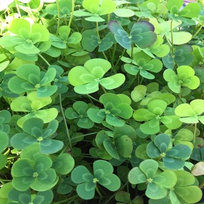 Green Flower