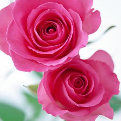 Pink Flower
