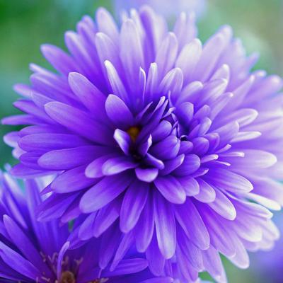 Purple Flower