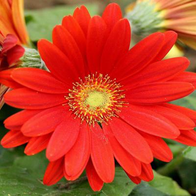 Red Flower