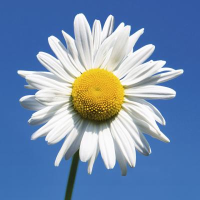 White Flower