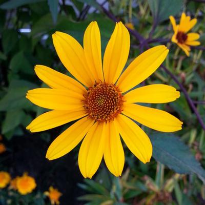 Yellow Flower